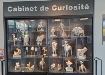 Cabinet de Curiosité