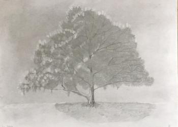 Arbre 